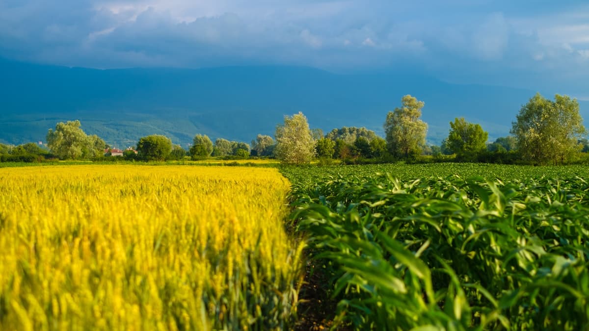 BASF Invests $27M in Saskatoon Canola Breeding Expansion