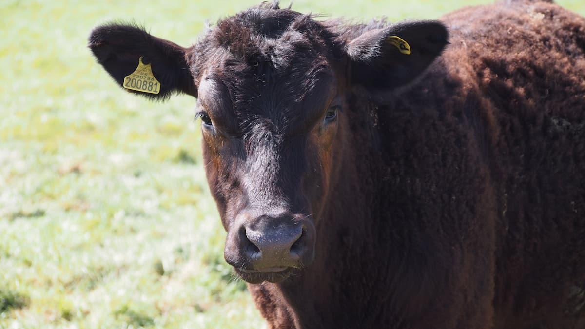 Canada Livestock Traceability Rules Face Prairie Pushback