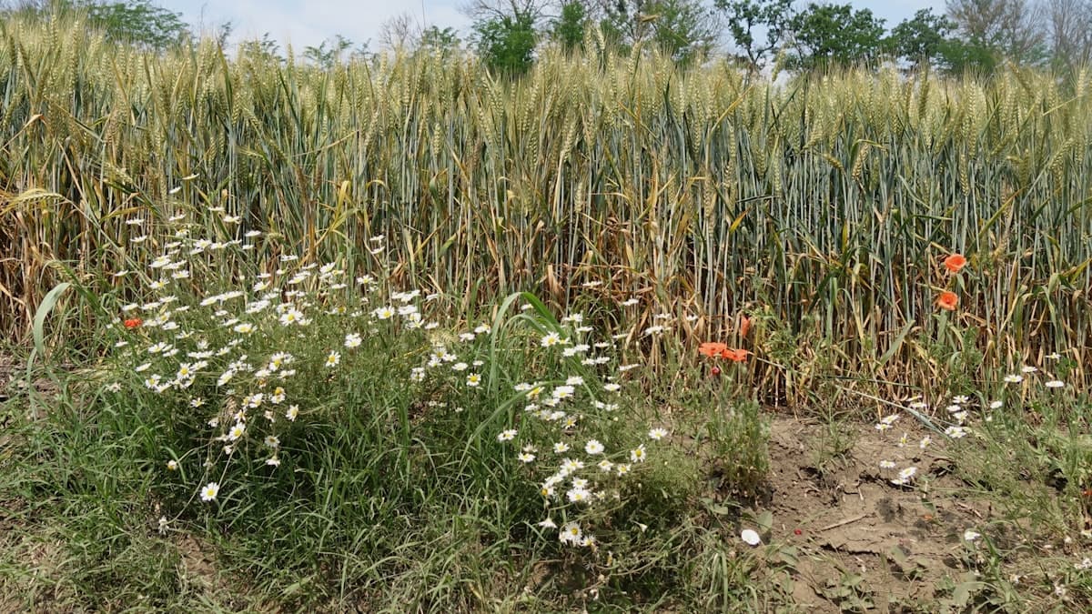 Early Weed Pressure Cuts Canadian Crop Yields Before Emergence
