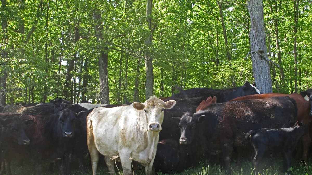 Manitoba cattle producers demand action on exploding deer, elk