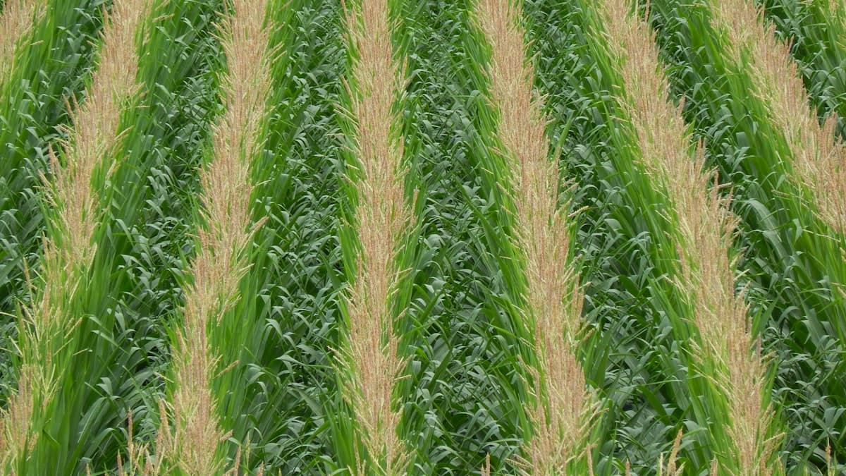 Manitoba Corn Weed Control Research Targets Local Conditions