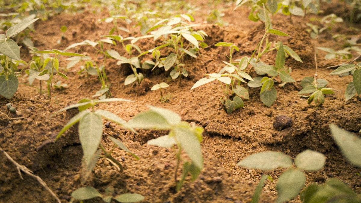 Ontario Extends 4R Nutrient Program For Third Term