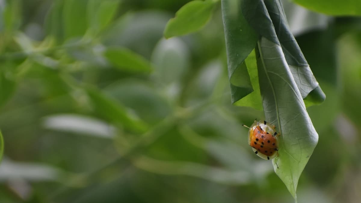 Sulphur on Soybeans Shows Strong ROI for Canadian Growers