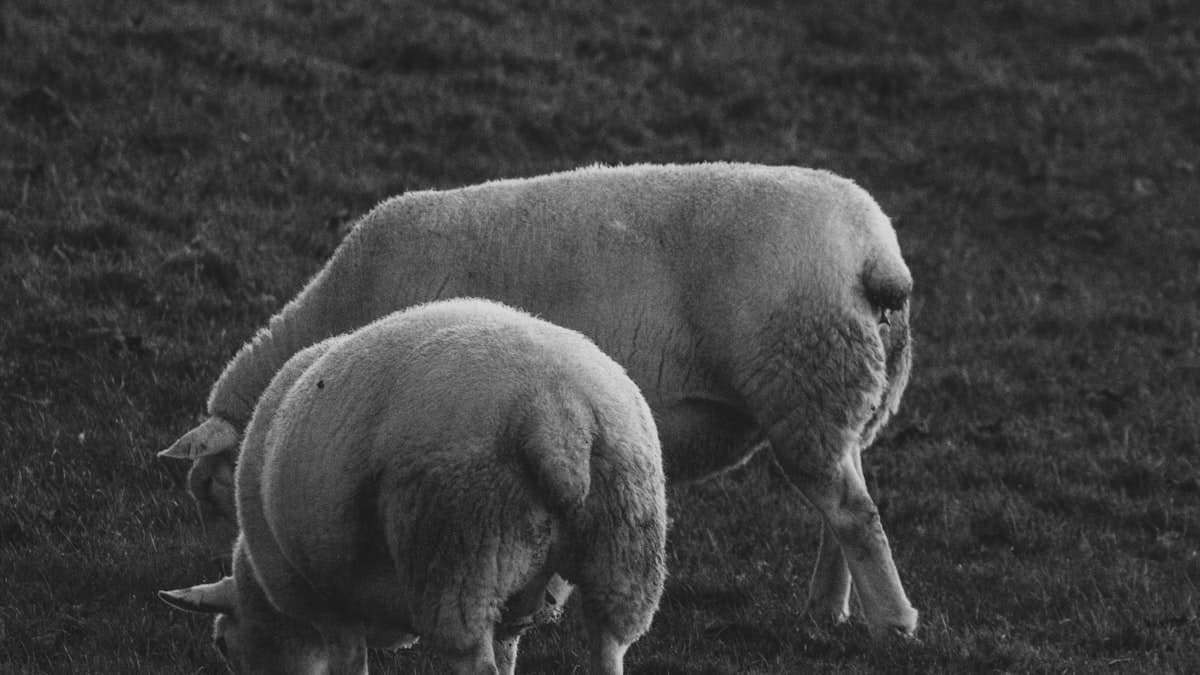 Wool pellets create new revenue stream for Manitoba sheep